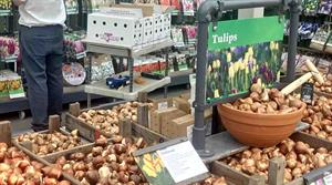 Bulbs